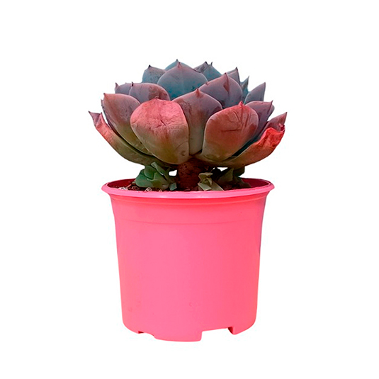Planta Suculenta Grande