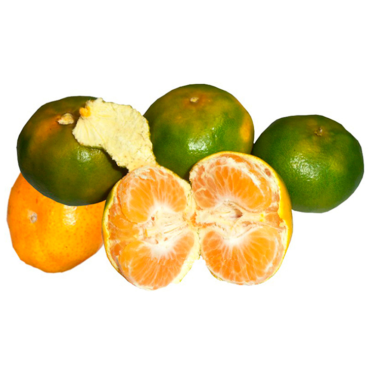 Mandarina De La Costa Kg