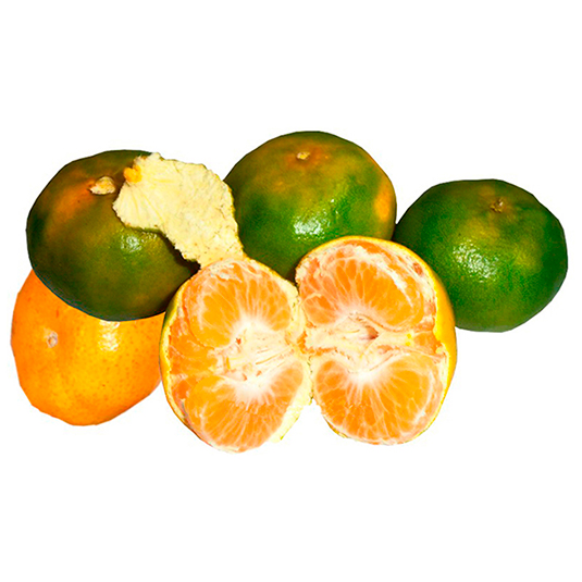 Mandarina De La Costa Kg